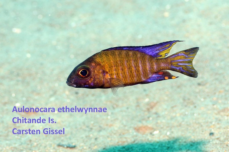 Aulonocara ethelwynnae 'Chitande Island'